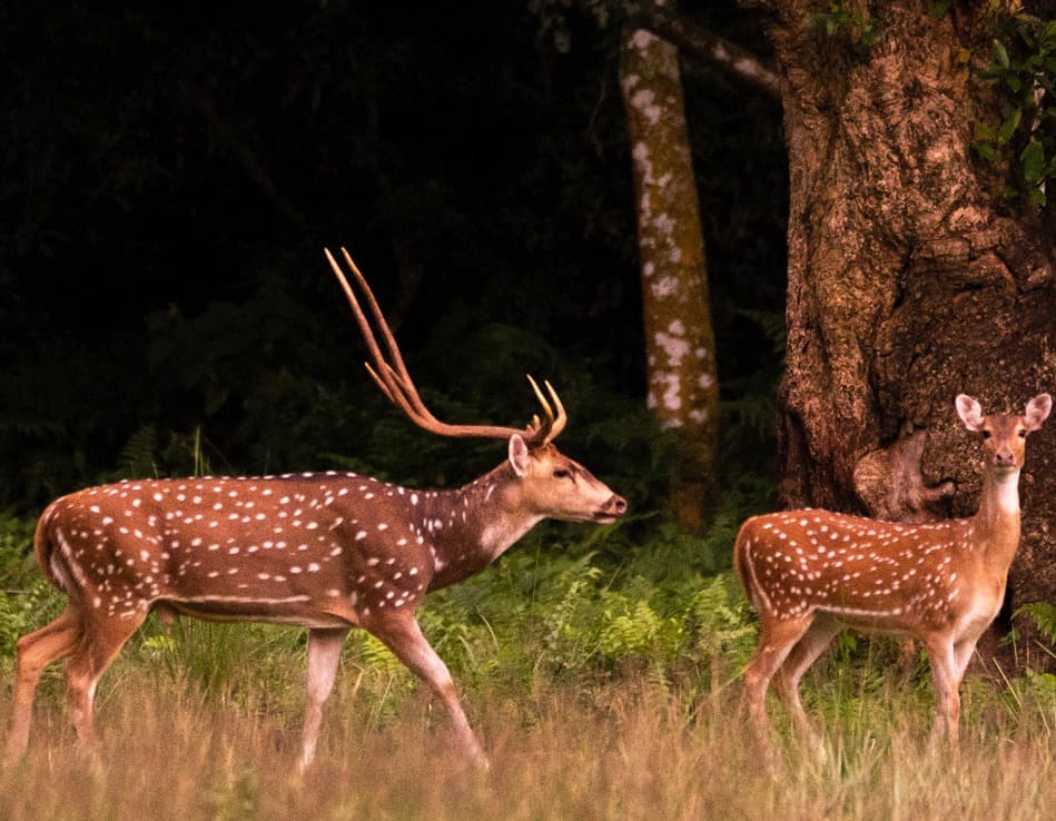 Bardia National Park Tour