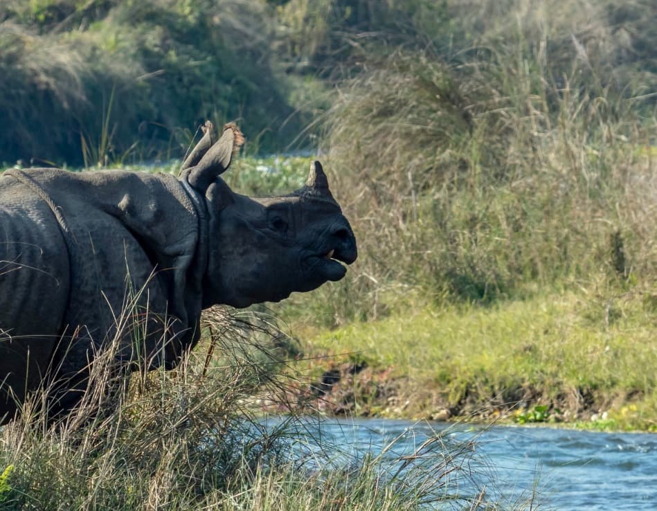 Chitwan Jungle Safari Tour