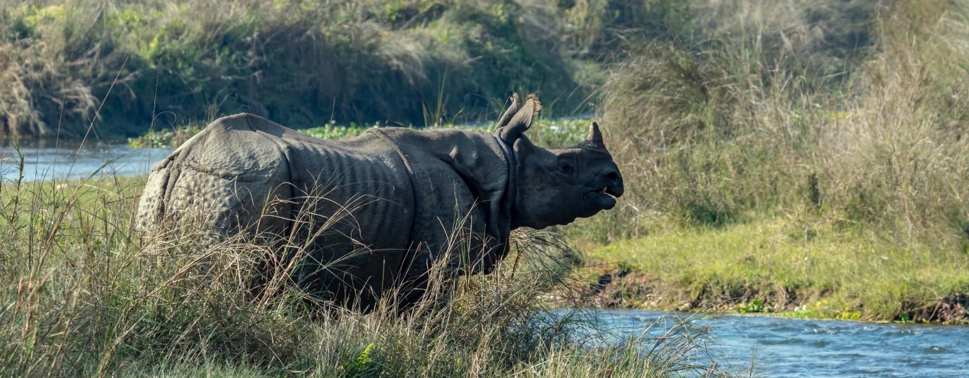 Chitwan Jungle Safari Tour