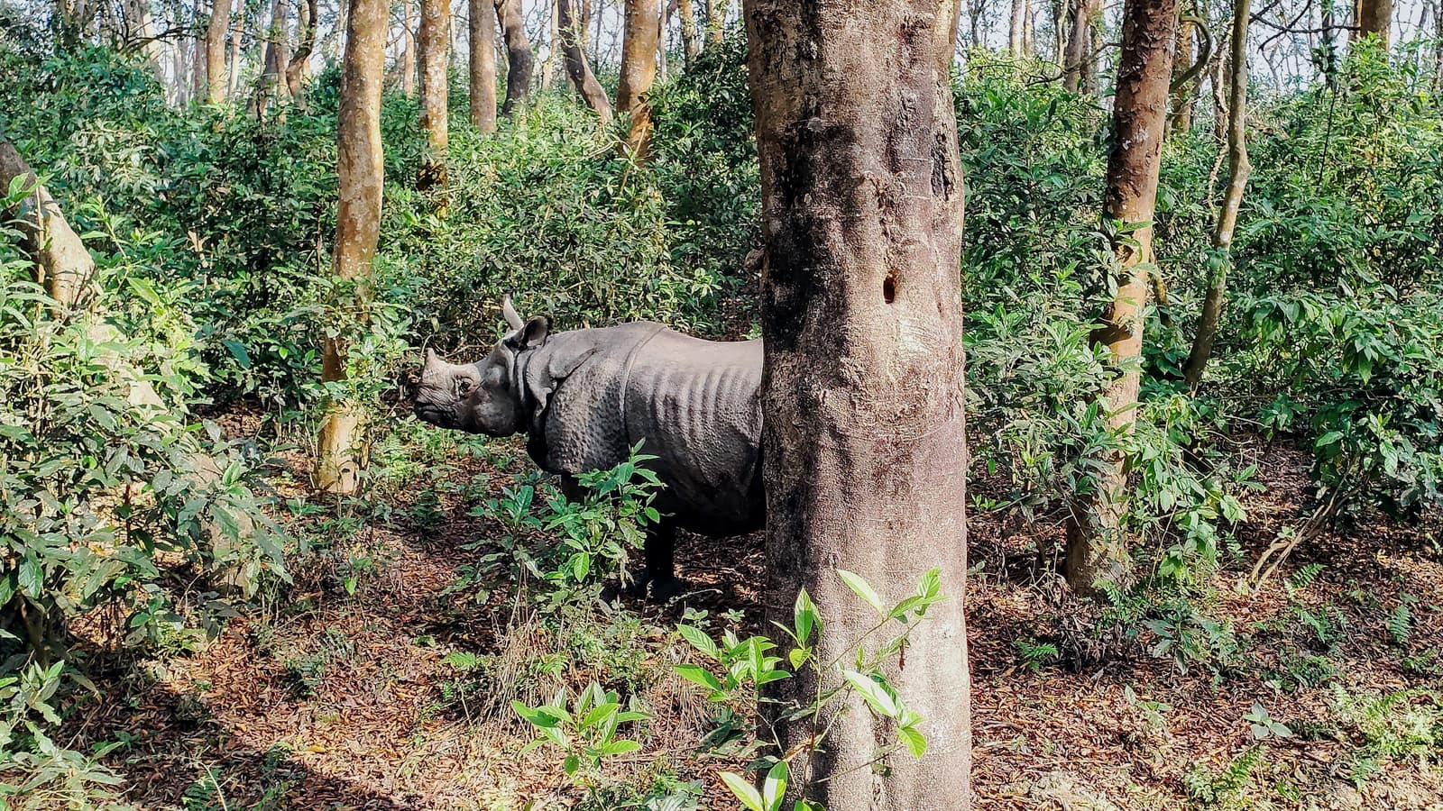 Annapurna Trek Chitwan Tour3