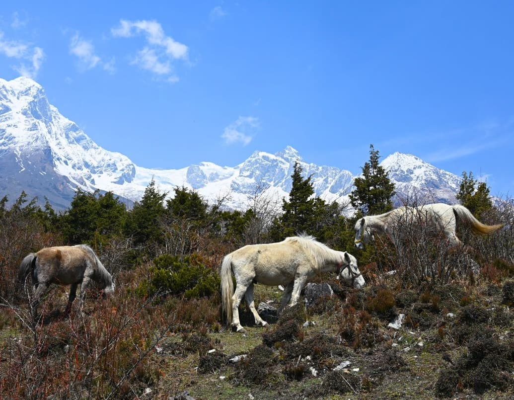 Short Manaslu Trek 9 Days
